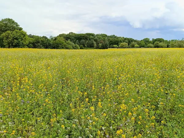 202506070-16 - Feld im Botanischen Volkspark Pankow, Berlin, Deutschland