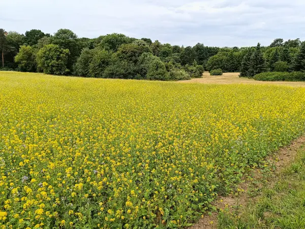 202506070-19 - Feld im Botanischen Volkspark Pankow, Berlin, Deutschland