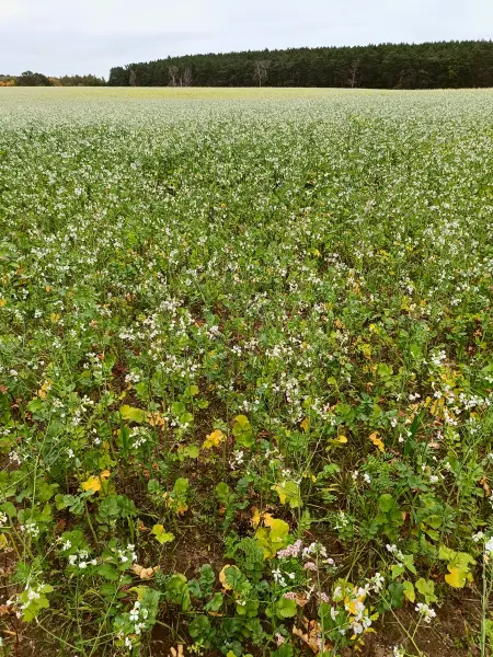 202510110-03 - Feld mit Ackerrettich bei Stücken, Fläming, Brandenburg, Deutschland