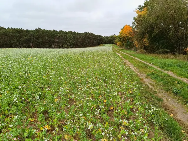 202510110-04 - Feld mit Ackerrettich bei Stücken, Fläming, Brandenburg, Deutschland