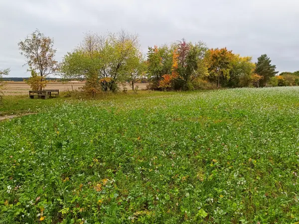 202510110-05 - Feld mit Ackerrettich bei Stücken, Fläming, Brandenburg, Deutschland
