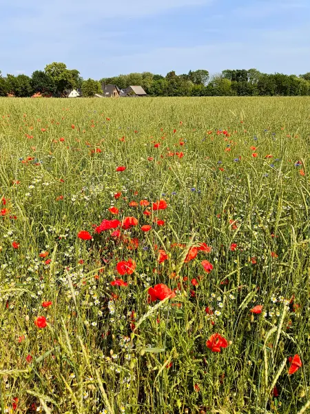 202506170-27 - Feld mit Klatschmohn und Kamille bei Gallentin, Mecklenburgische Seenplatte, Mecklenburg-Vorpommern, Deutschland