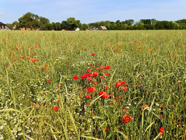 202506170-28 - Feld mit Klatschmohn und Kamille bei Gallentin, Mecklenburgische Seenplatte, Mecklenburg-Vorpommern, Deutschland