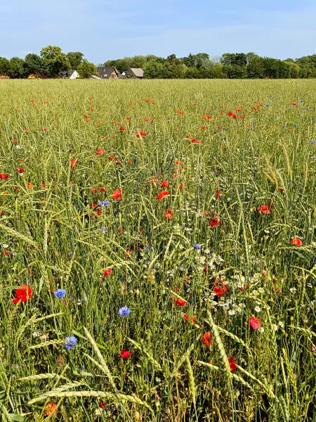 202506170-25 - Feld mit Klatschmohn und Kornblumen bei Gallentin, Mecklenburgische Seenplatte, Mecklenburg-Vorpommern, Deutschland