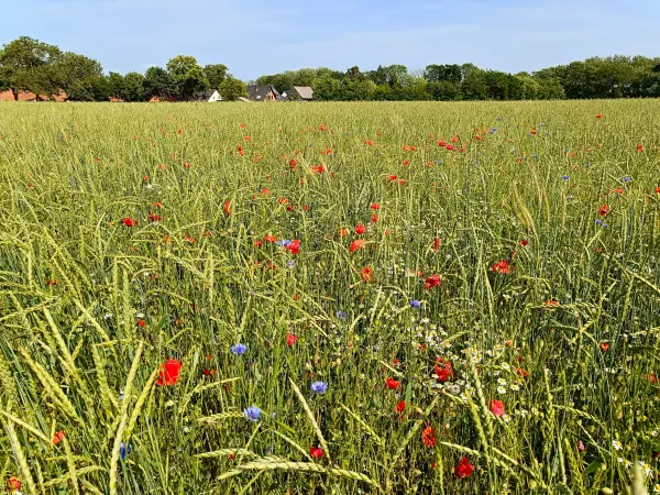 202506170-26 - Feld mit Klatschmohn und Kornblumen bei Gallentin, Mecklenburgische Seenplatte, Mecklenburg-Vorpommern, Deutschland
