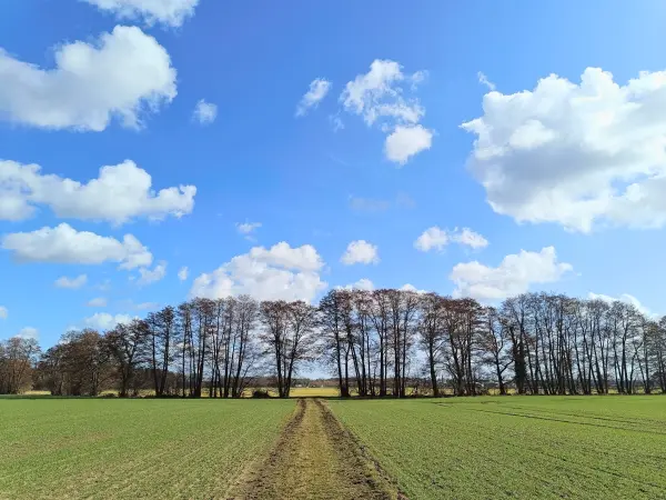 202603120-01 - Felder bei Genthin, Elbe-Börde-Heide, Sachsen-Anhalt, Deutschland