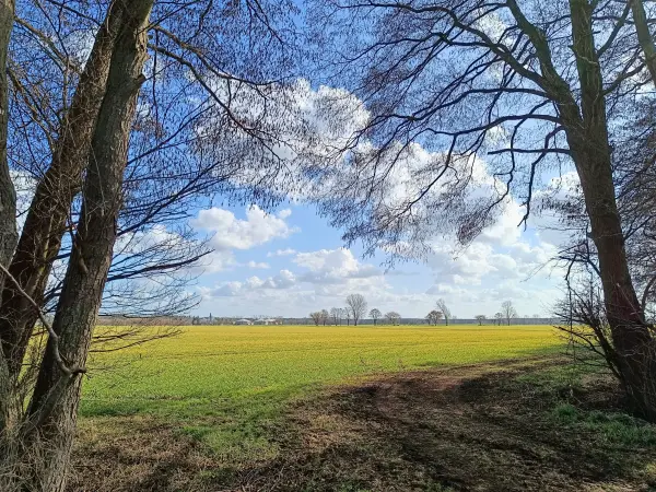 202603120-02 - Felder bei Genthin, Elbe-Börde-Heide, Sachsen-Anhalt, Deutschland