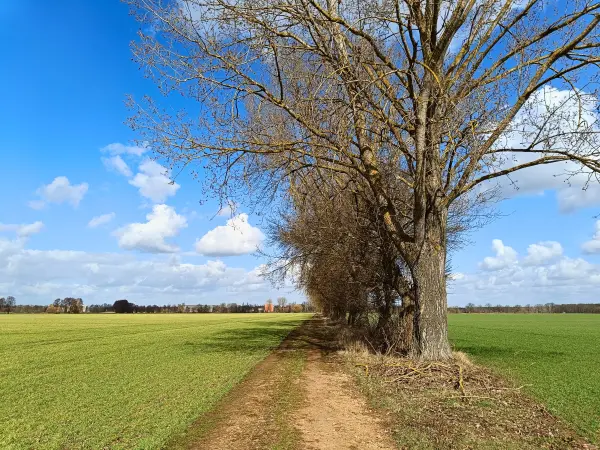 202603120-03 - Felder bei Genthin, Elbe-Börde-Heide, Sachsen-Anhalt, Deutschland