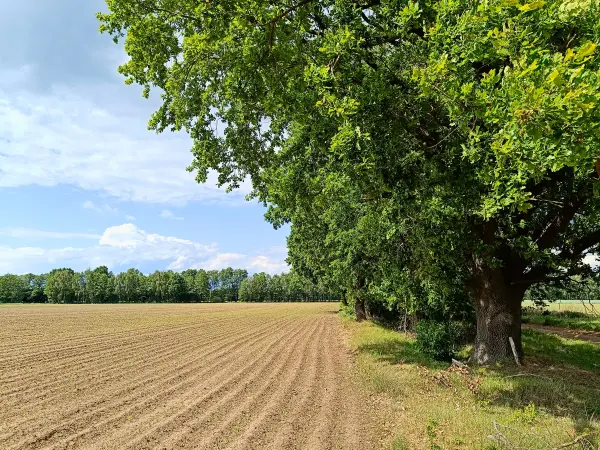 202505260-03 - Felder bei Mirow, Mecklenburgische Seenplatte, Mecklenburg-Voprommern, Deutschland
