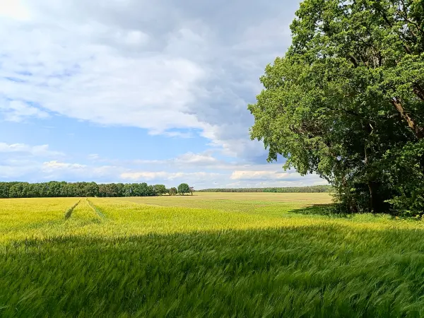 202505260-07 - Felder bei Mirow, Mecklenburgische Seenplatte, Mecklenburg-Voprommern, Deutschland
