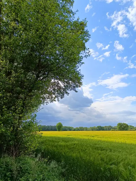 202505260-08 - Felder bei Mirow, Mecklenburgische Seenplatte, Mecklenburg-Voprommern, Deutschland