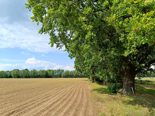 202505260-03 - Felder bei Mirow, Mecklenburgische Seenplatte, Mecklenburg-Vorpommern, Deutschland