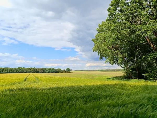 202505260-07 - Felder bei Mirow, Mecklenburgische Seenplatte, Mecklenburg-Vorpommern, Deutschland