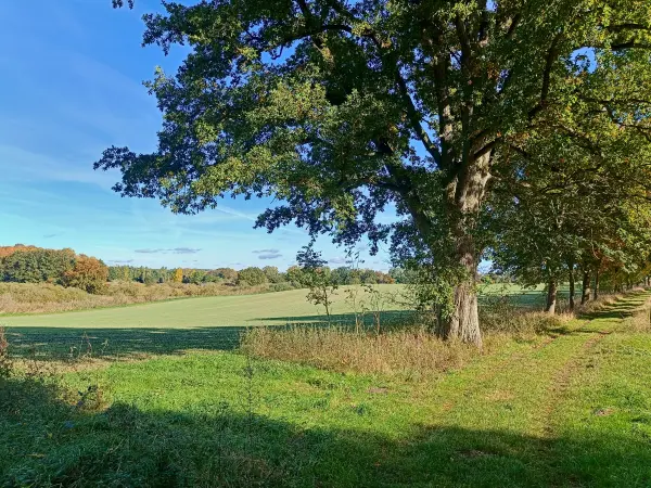 202510130-09 - Feldlandschaft bei Krakow am See, Mecklenburgische Seenplatte, Mecklenburg-Vorpommern, Deutschland