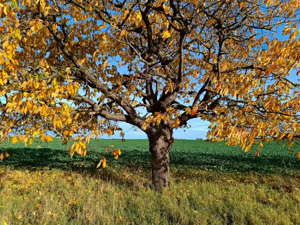 202511050-18 - Feldrand bei Groß Labenz, Mecklenburgische Seenplatte, Mecklenburg-Vorpommern, Deutschland