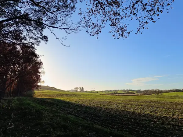 202411260-31 - Feldrand bei Meyenburg, Uckermark, Brandenburg, Deutschland