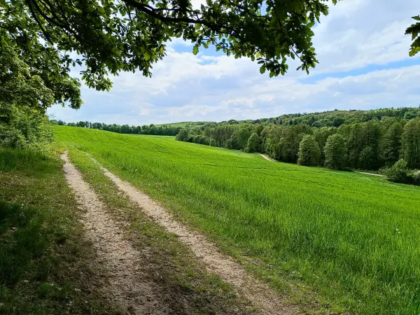 202605090-13 - Feldweg am Wolletzsee, Uckermark, Brandenburg, Deutschland