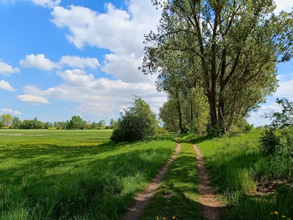 202605090-12 - Feldweg bei Angermünde, Uckermark, Brandenburg, Deutschland