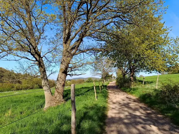 202604240-27 - Feldweg bei Bad Münstereifel, Eifel, Nordrhein-Westfalen, Deutschland