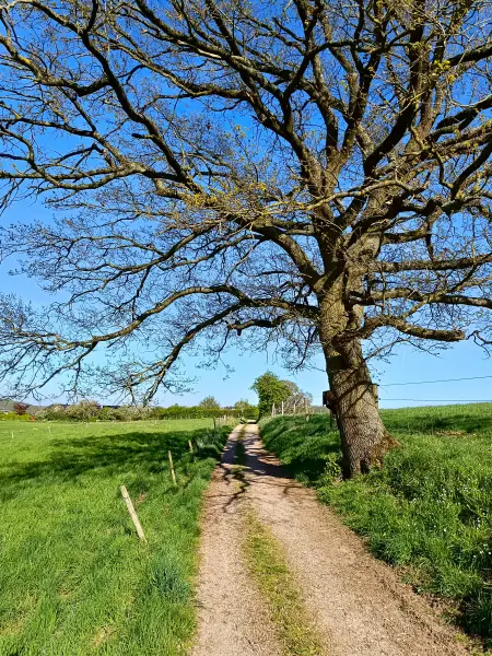 202604240-29 - Feldweg bei Bad Münstereifel, Eifel, Nordrhein-Westfalen, Deutschland
