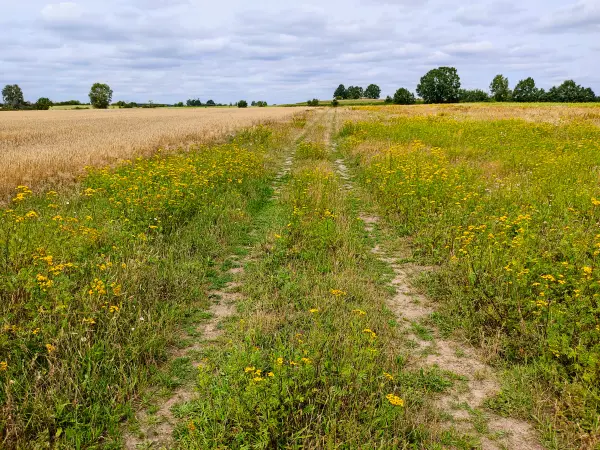 202308050-19 - Feldweg bei Bergholz, Fläming, Brandenburg, Deutschland
