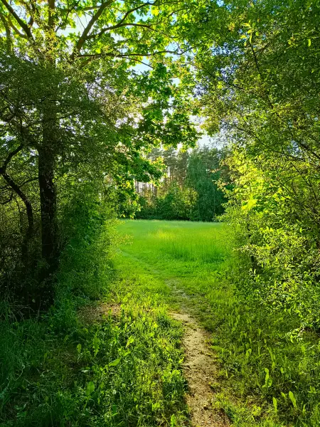 202605270-47 - Feldweg bei Dobbertin, Mecklenburgische Seenplatte, Mecklenburg-Vorpommern, Deutschland