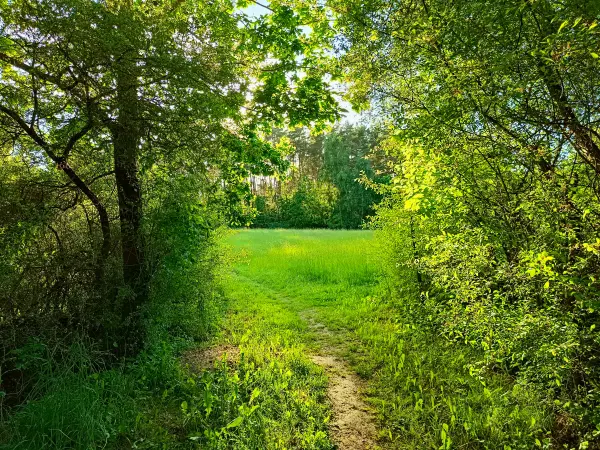 202605270-48 - Feldweg bei Dobbertin, Mecklenburgische Seenplatte, Mecklenburg-Vorpommern, Deutschland