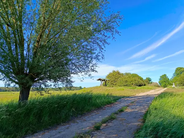 202605270-30 - Feldweg bei Dobbin, Mecklenburgische Seenplatte, Mecklenburg-Vorpommern, Deutschland