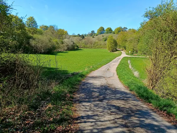 202604240-14 - Feldweg bei Eschweiler, Eifel, Nordrhein-Westfalen, Deutschland