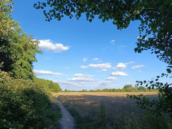 202607280-07 - Feldweg bei Großziethen, Fläming, Brandenburg, Deutschland