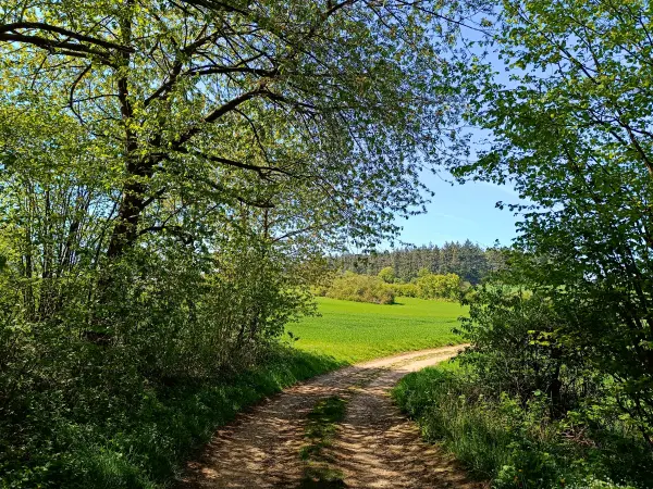 202604240-07 - Feldweg bei Iversheim, Eifel, Nordrhein-Westfalen, Deutschland