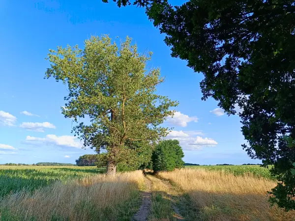 202607210-23 - Feldweg bei Kotzen, Havelland, Brandenburg, Deutschland