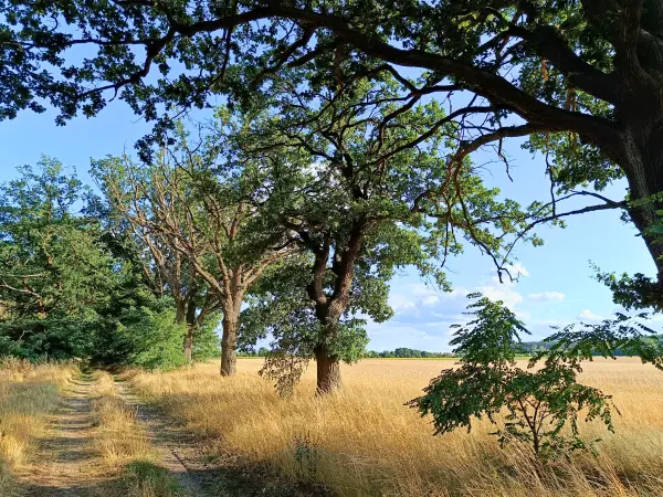 202607210-24 - Feldweg bei Kotzen, Havelland, Brandenburg, Deutschland