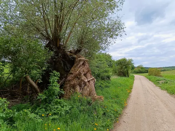 202605090-24 - Feldweg bei Louisenhof, Uckermark, Brandenburg, Deutschland