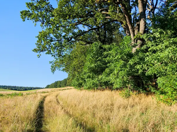 202309040-39 - Feldweg bei Meseberg, Ruppiner Seenland, Brandenburg, Deutschland