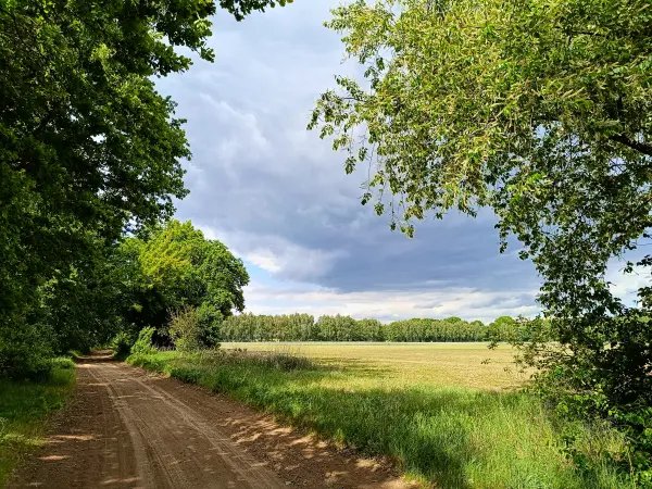 202505260-04 - Feldweg bei Mirow, Mecklenburgische Seenplatte, Mecklenburg-Voprommern, Deutschland