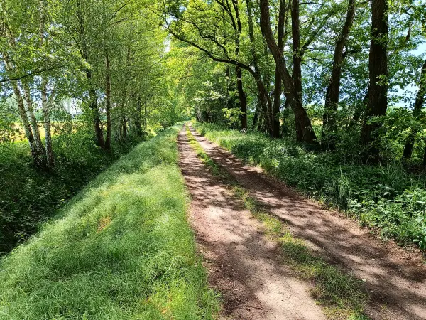 202505260-06 - Feldweg bei Mirow, Mecklenburgische Seenplatte, Mecklenburg-Voprommern, Deutschland
