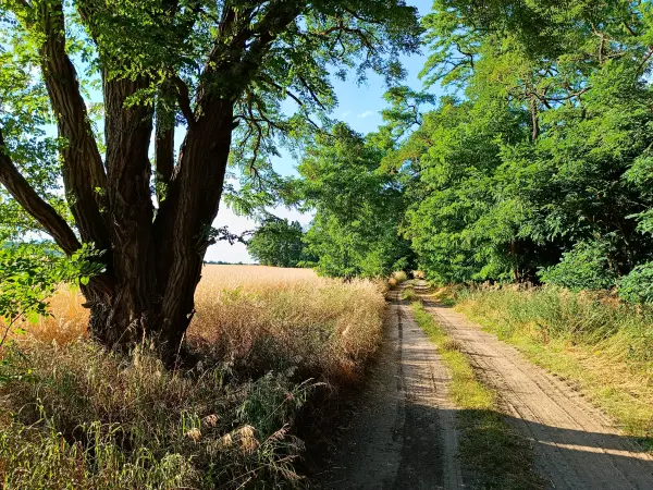 202607210-28 - Feldweg bei Nennhausen, Havelland, Brandenburg, Deutschland