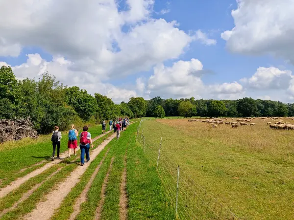 202308260-30 - Feldweg bei Schönhagen, Fläming, Brandenburg, Deutschland