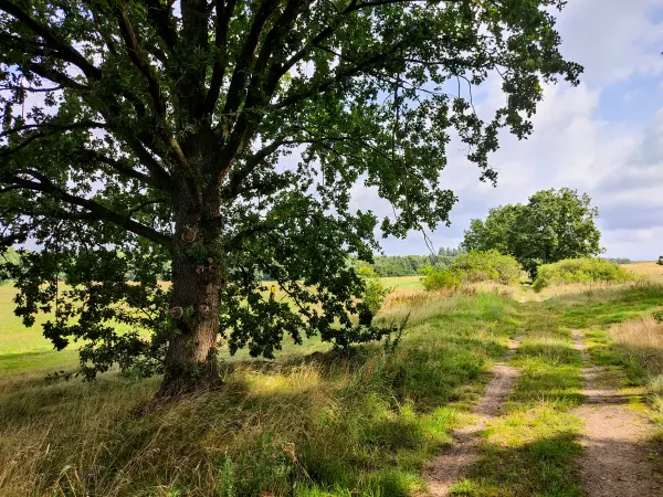 202308260-27 - Feldweg bei Stangenhagen, Fläming, Brandenburg, Deutschland