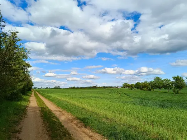 202605040-28 - Feldweg bei Sternberg, Mecklenburgische Seenplatte, Mecklenburg-Vorpommern, Deutschland