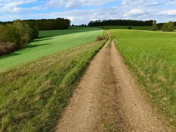 202605040-30 - Feldweg bei Sternberg, Mecklenburgische Seenplatte, Mecklenburg-Vorpommern, Deutschland