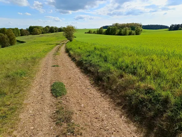 202605040-31 - Feldweg bei Sternberg, Mecklenburgische Seenplatte, Mecklenburg-Vorpommern, Deutschland