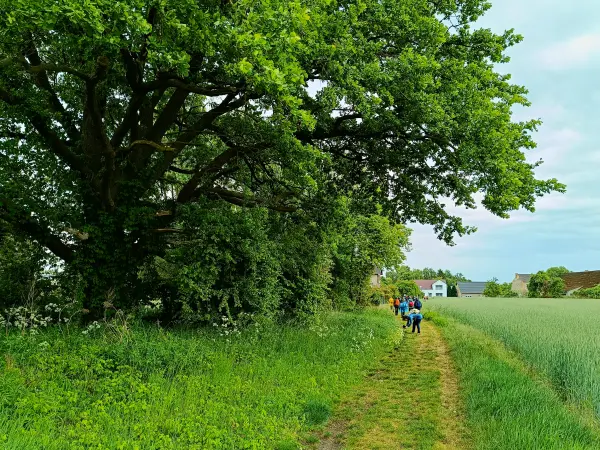 202505170-38 - Feldweg bei Storkow, Seenland Oder-Spree, Brandenburg, Deutschland