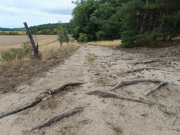 202609040-05 - Feldweg bei Stücken, Fläming, Brandenburg, Deutschland