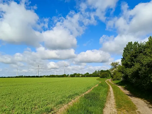202505030-10 - Feldweg bei Wernitz, Havelland, Brandenburg, Deutschland