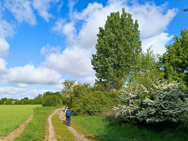 202505030-11 - Feldweg bei Wernitz, Havelland, Brandenburg, Deutschland