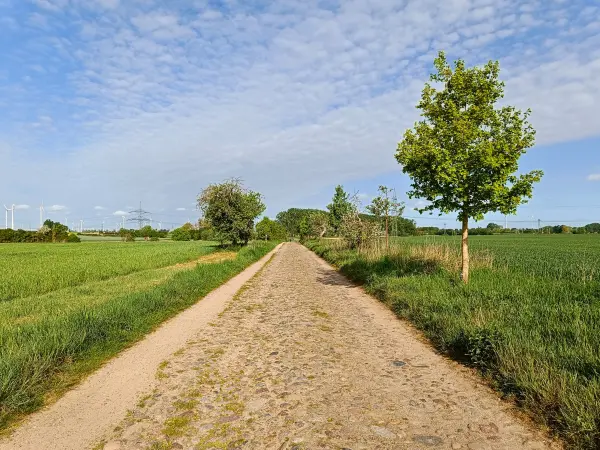 202505030-01 - Feldweg bei Wustermark, Havelland, Brandenburg, Deutschland