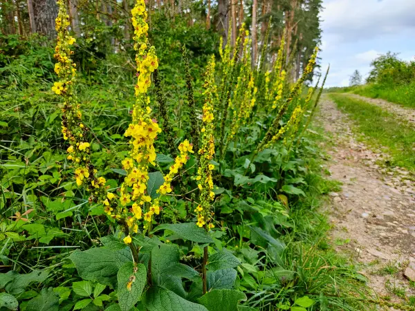202308050-05 - Feldweg mit Königskerzen bei Grubo, Fläming, Brandenburg, Deutschland