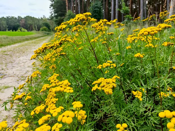 202308050-04 - Feldweg mit Rainfarn bei Grubo, Fläming, Brandenburg, Deutschland